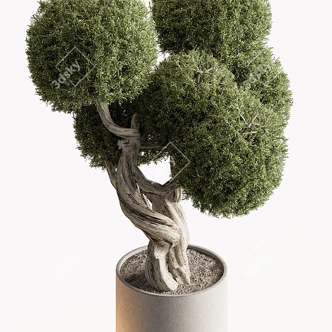 Topiary Ball Indoor Plant 687 3D model image 2