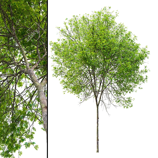  Oregon Ash Tree 3D Model 3D model image 3