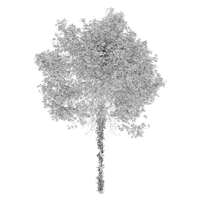  Oregon Ash Tree 3D Model 3D model image 4