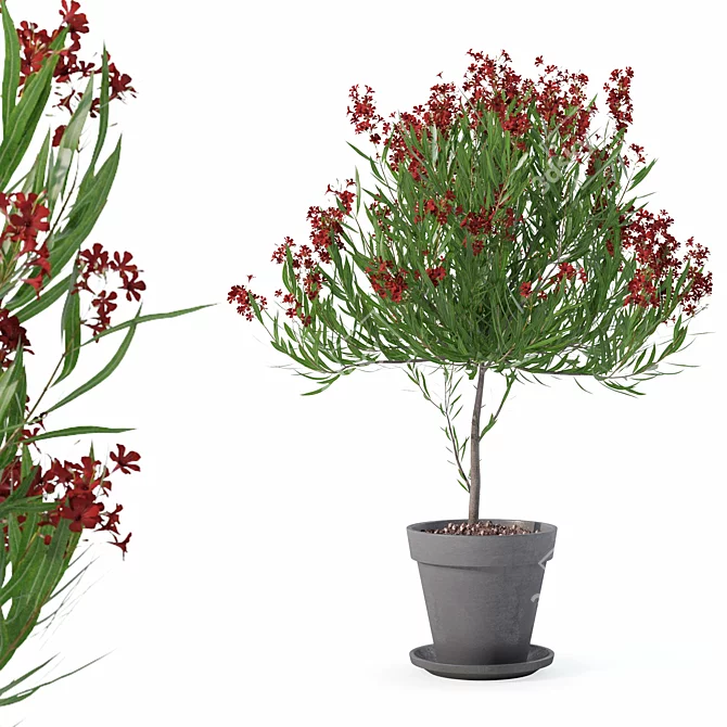 Botanical Oleander Plants Collection 3D model image 1