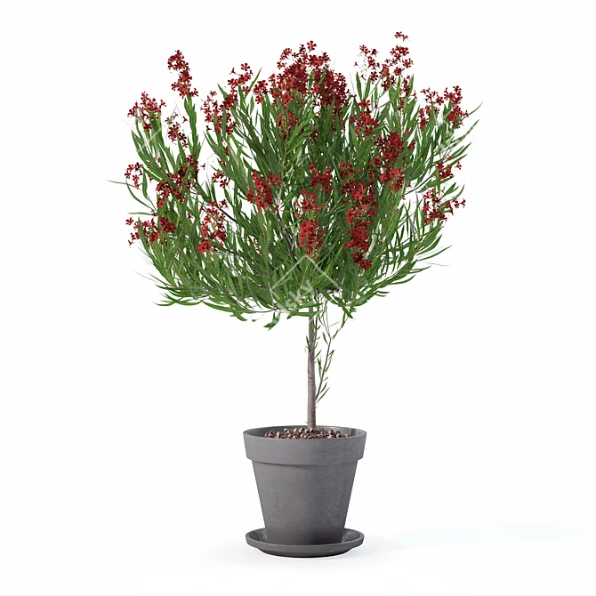 Botanical Oleander Plants Collection 3D model image 3