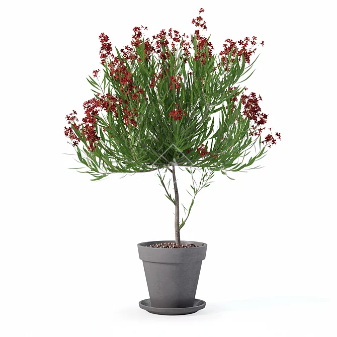 Botanical Oleander Plants Collection 3D model image 4