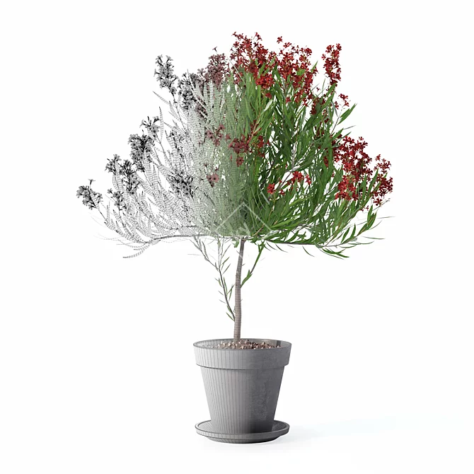 Botanical Oleander Plants Collection 3D model image 5