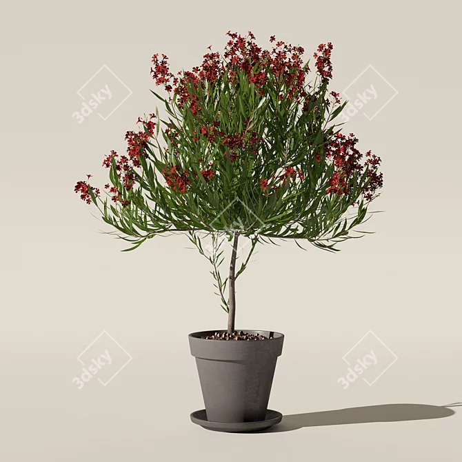 Botanical Oleander Plants Collection 3D model image 7