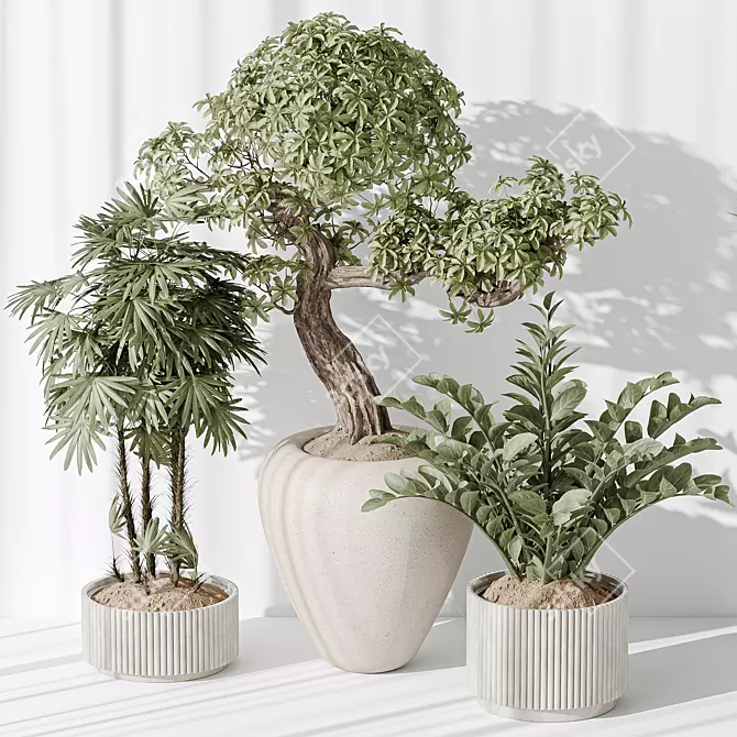 5 Model Indoor Plant Set 3D model image 4