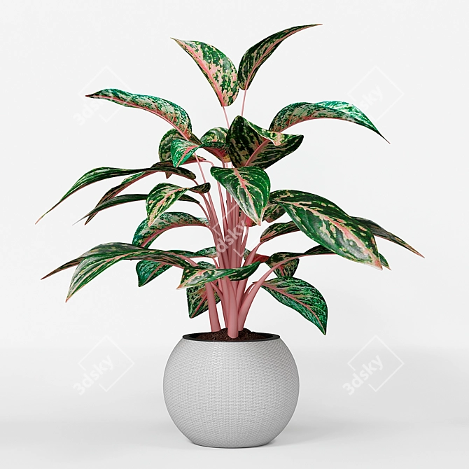 Infinity Aglaonema Plant 3D Model 3D model image 1