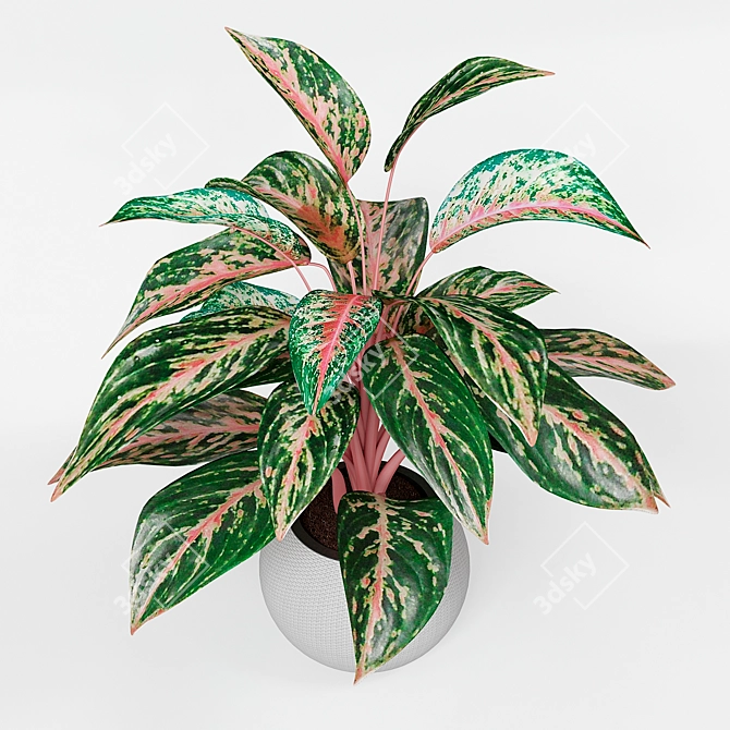 Infinity Aglaonema Plant 3D Model 3D model image 8