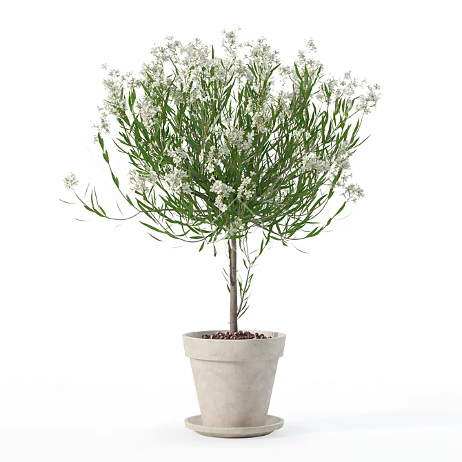 Lush Oleander Plant Collection 3D model image 3