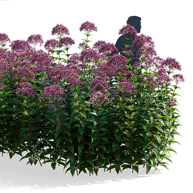 Eutrochium purpureum 3D Model Set 3D model image 5