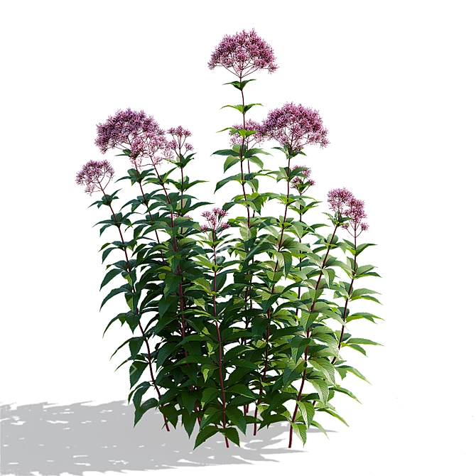 Eutrochium purpureum 3D Model Set 3D model image 6