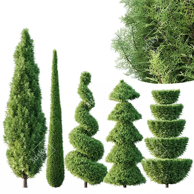 Pruned Cedar Trees 3D Models 3D model image 1