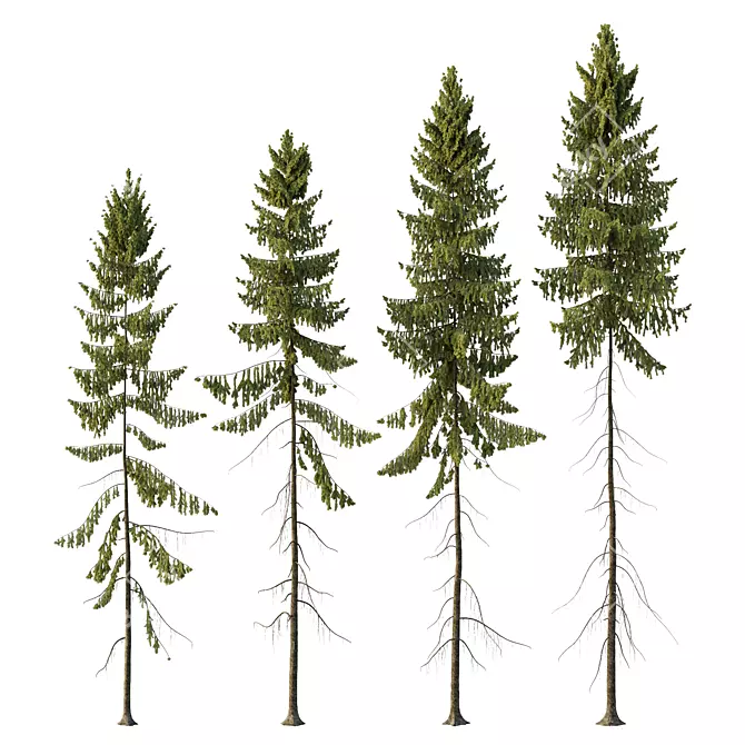 Spruce Tree01 3D Models Collection 3D model image 1