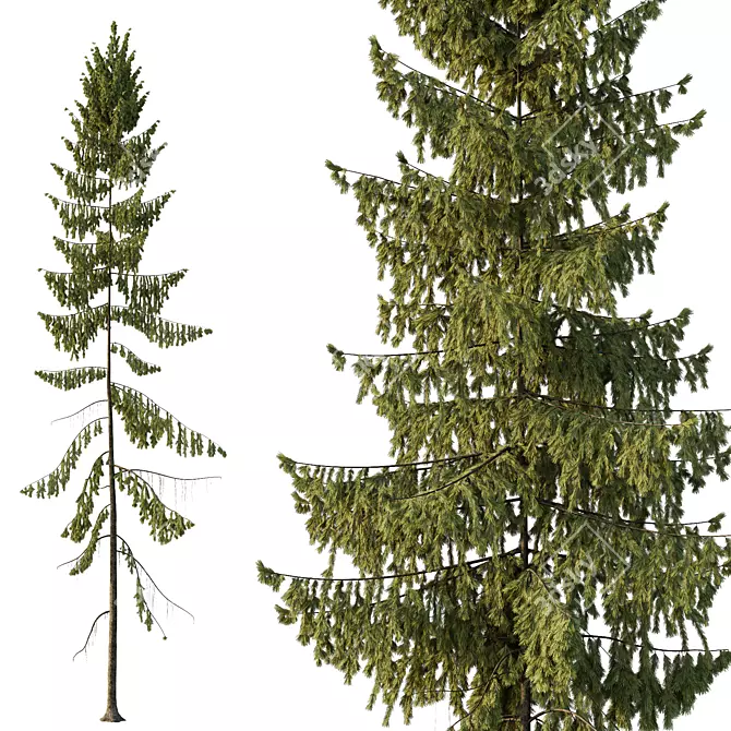 Spruce Tree01 3D Models Collection 3D model image 2