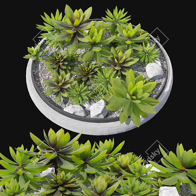 Succulent Plants in Pot 3D model image 1