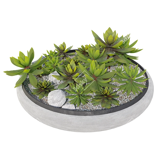 Succulent Plants in Pot 3D model image 2