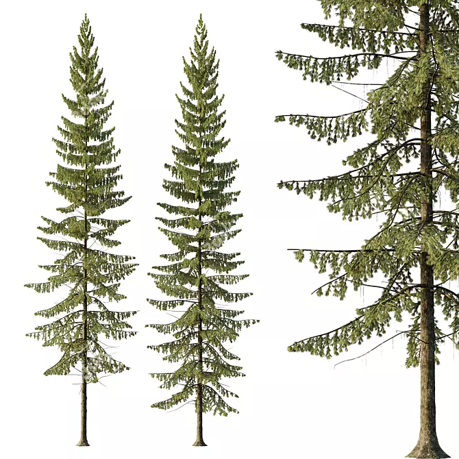 3D Spruce Tree Models Kit 3D model image 1