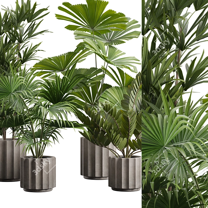 Exotic Indoor Plants Pack 66 3D model image 2