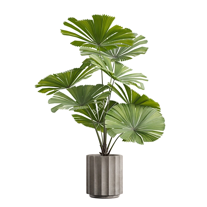 Exotic Indoor Plants Pack 66 3D model image 6