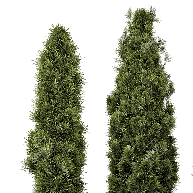 Pine Bushes Set for Outdoors 3D model image 3