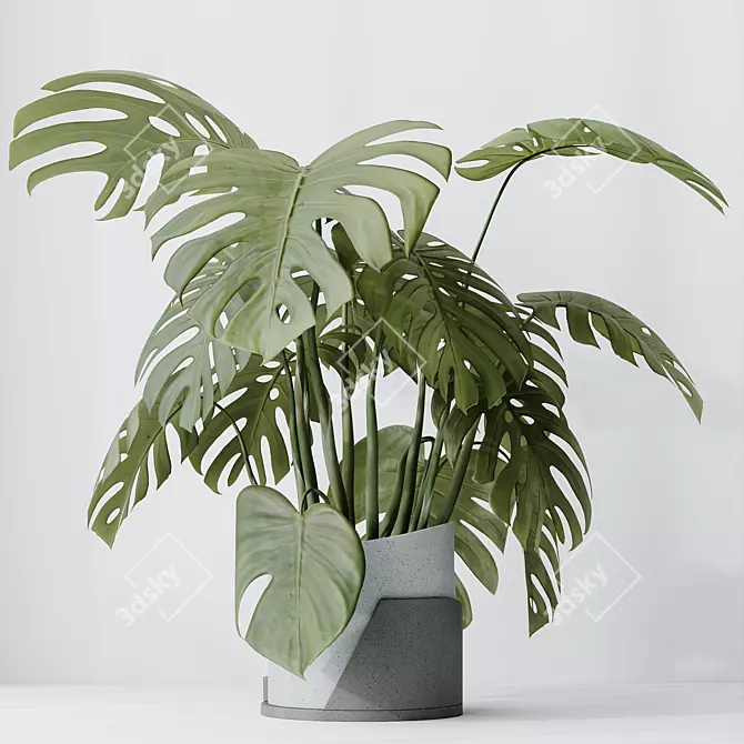 Elegant Monstera Deliciosa Large Leaf 3D model image 4