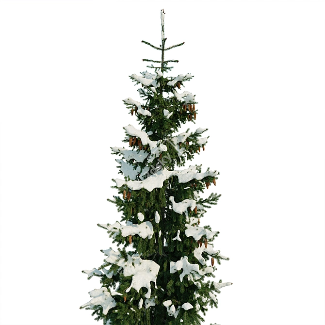 Winter Spruce Tree Display 7m 3D model image 4