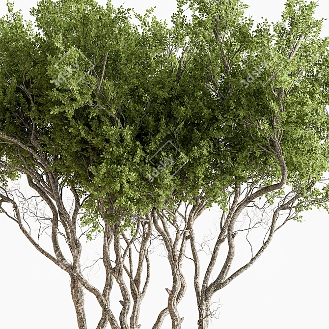 610 Outdoor Tree in Pot 3D model image 4