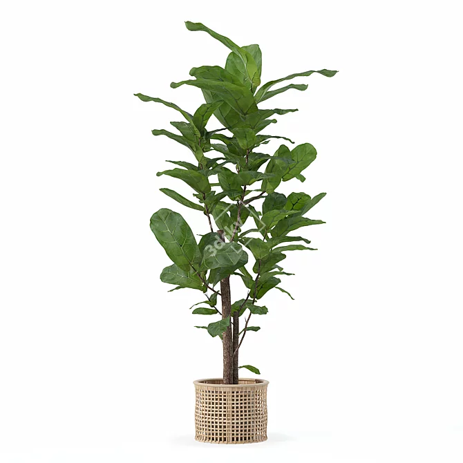 Ficus Lyrata 3D Plant Model 3D model image 2