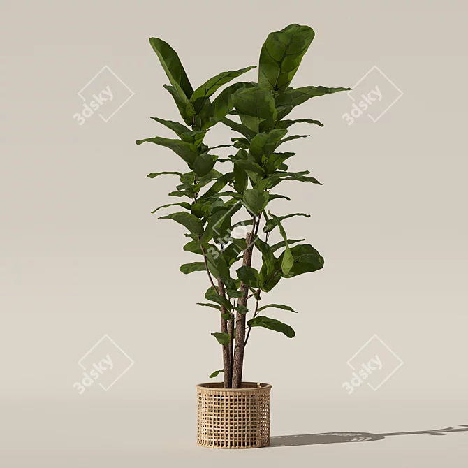 Ficus Lyrata 3D Plant Model 3D model image 5