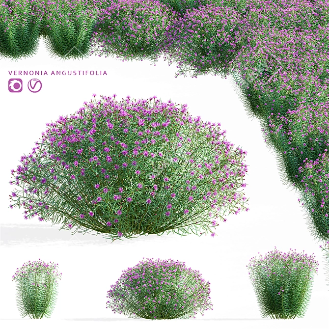 Vernonia Angustifolia Flower Collection 3D model image 1