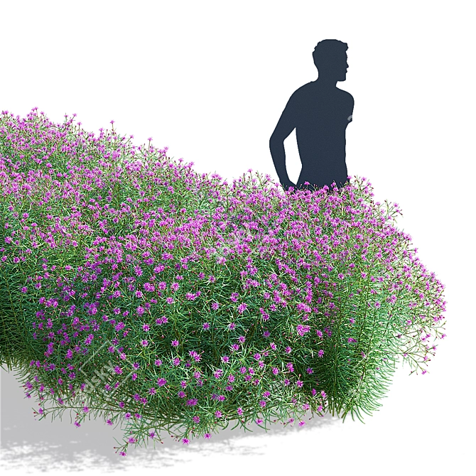 Vernonia Angustifolia Flower Collection 3D model image 2