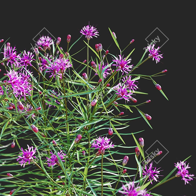 Vernonia Angustifolia Flower Collection 3D model image 4