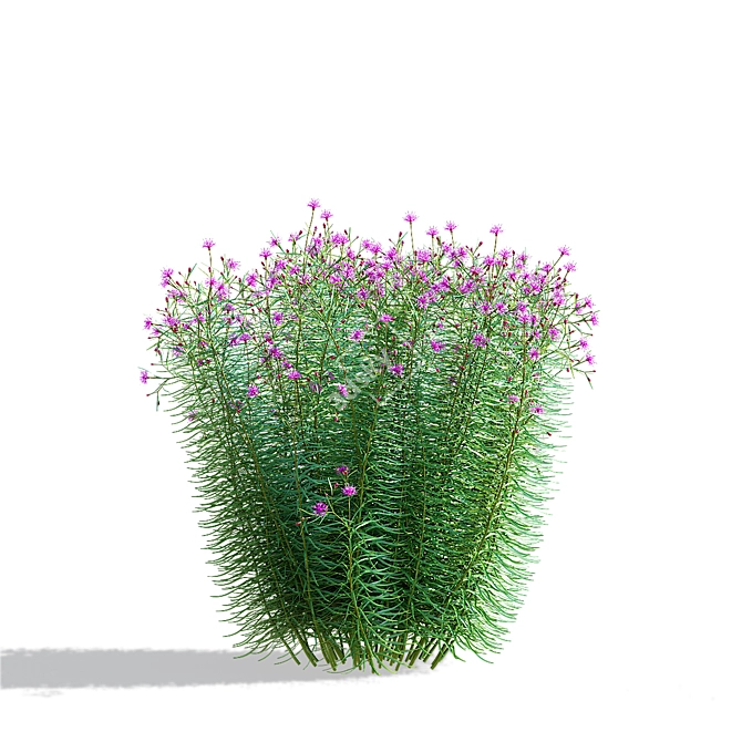 Vernonia Angustifolia Flower Collection 3D model image 5