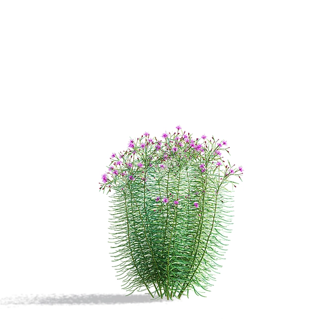 Vernonia Angustifolia Flower Collection 3D model image 6