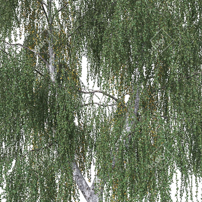 Weeping Birch Tree 4 - 3D Model 3D model image 4