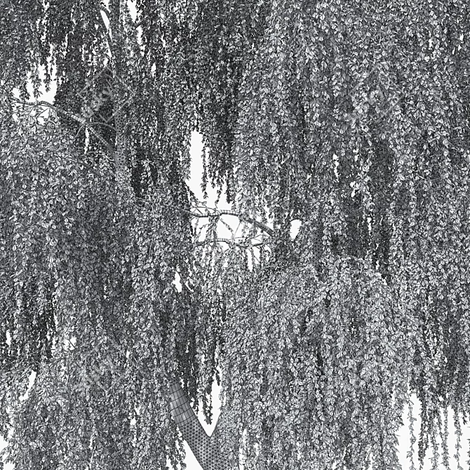 Weeping Birch Tree 4 - 3D Model 3D model image 5