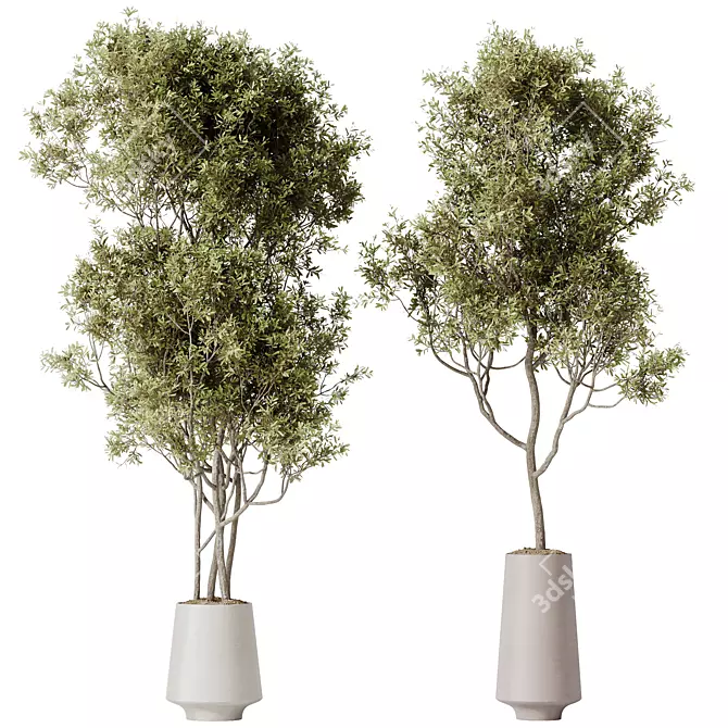 Elegant Olive Tree Yard Set 3D model image 1