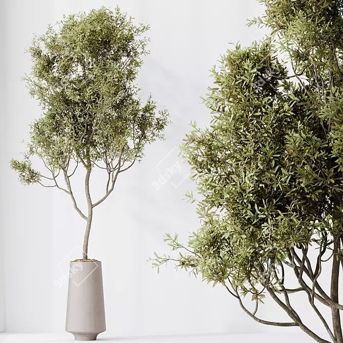 Elegant Olive Tree Yard Set 3D model image 3