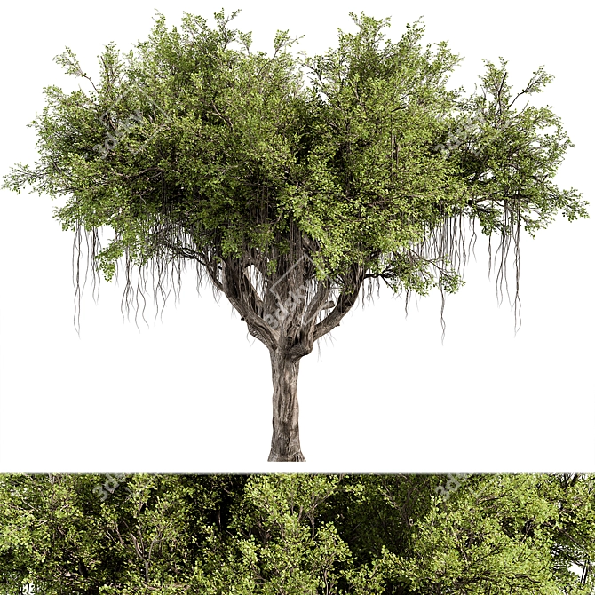 Rustic Oak Tree Set 303 3D model image 1