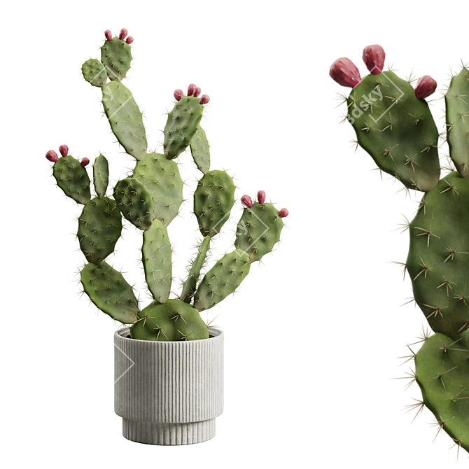 Prickly Pear Cactus Houseplant 3D model image 1