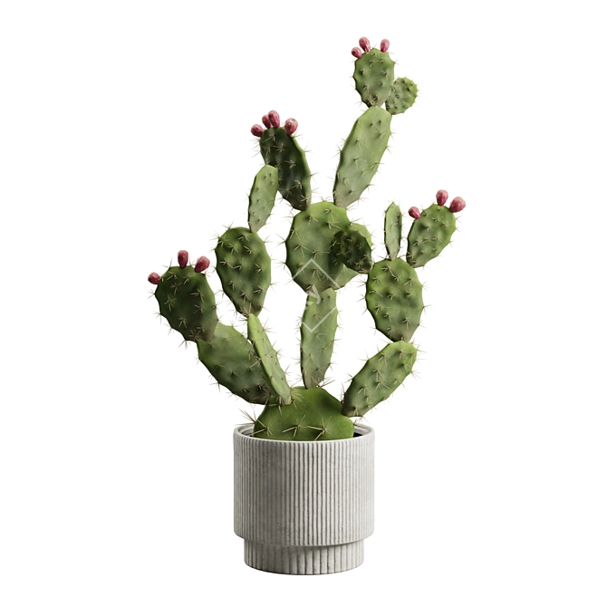 Prickly Pear Cactus Houseplant 3D model image 5