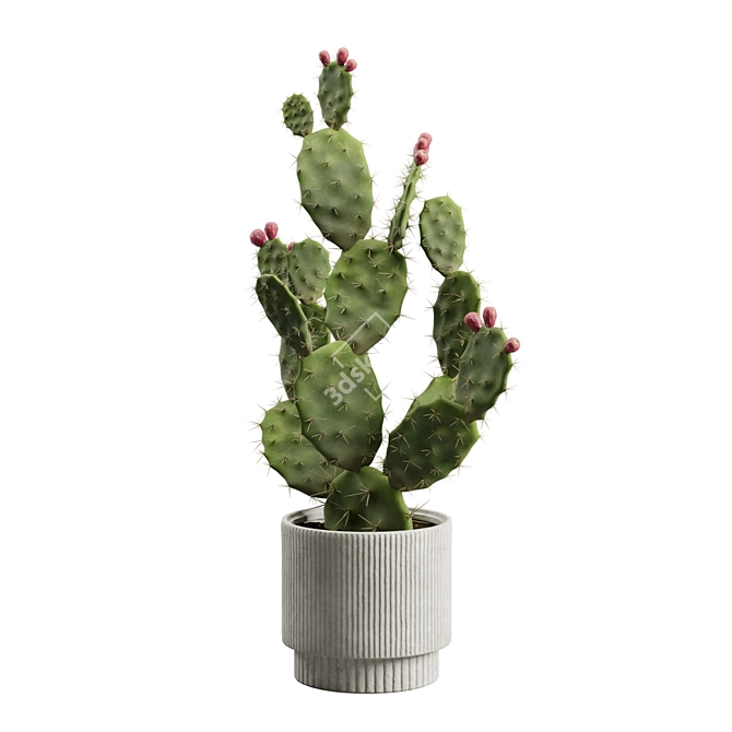 Prickly Pear Cactus Houseplant 3D model image 7