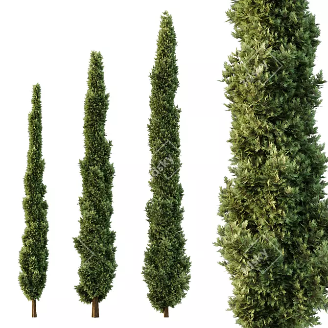 Italian Cypress Tree 3D Models 3D model image 1