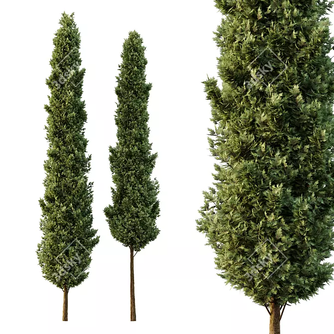 Italian Cypress Tree Models 1300cm 3D model image 1