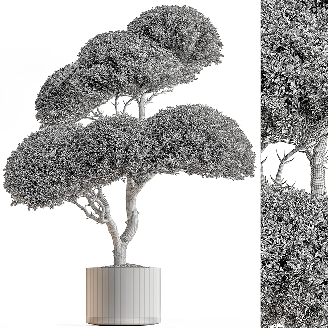  Indoor Tree in Pot 3D model image 4