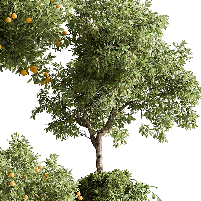  Citrus Heaven: Lemon Plants 3D model image 4