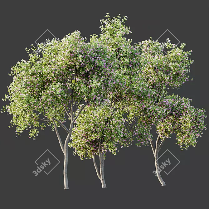 Orchid Tree 3D Models Bundle 3D model image 2