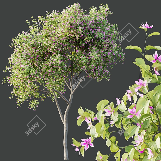 Orchid Tree 3D Models Bundle 3D model image 3