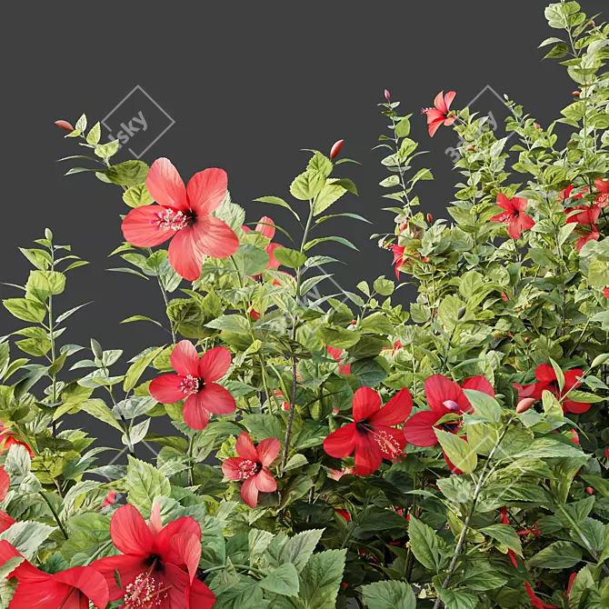 Tropical Hibiscus 3D Plant Models 3D model image 3