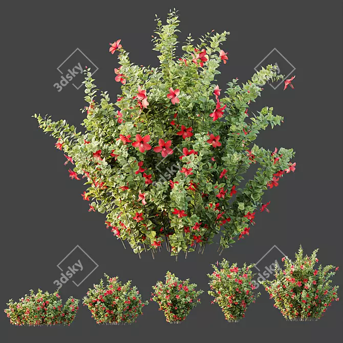 Tropical Hibiscus 3D Plant Models 3D model image 4