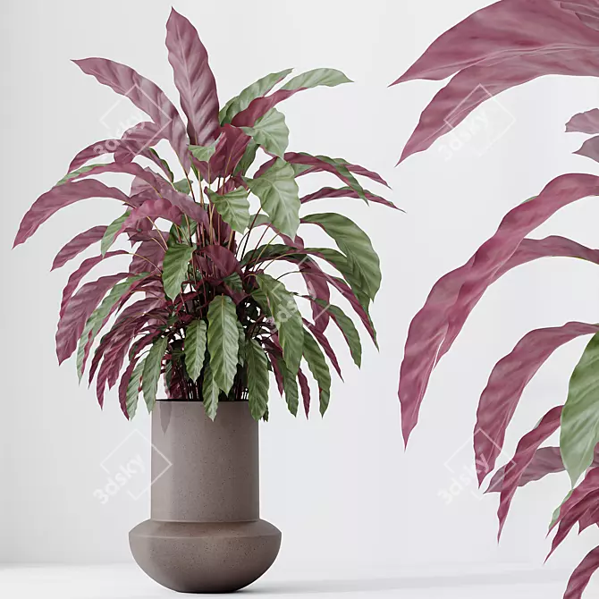 Velvet Calathea Houseplant 3D Models 3D model image 2